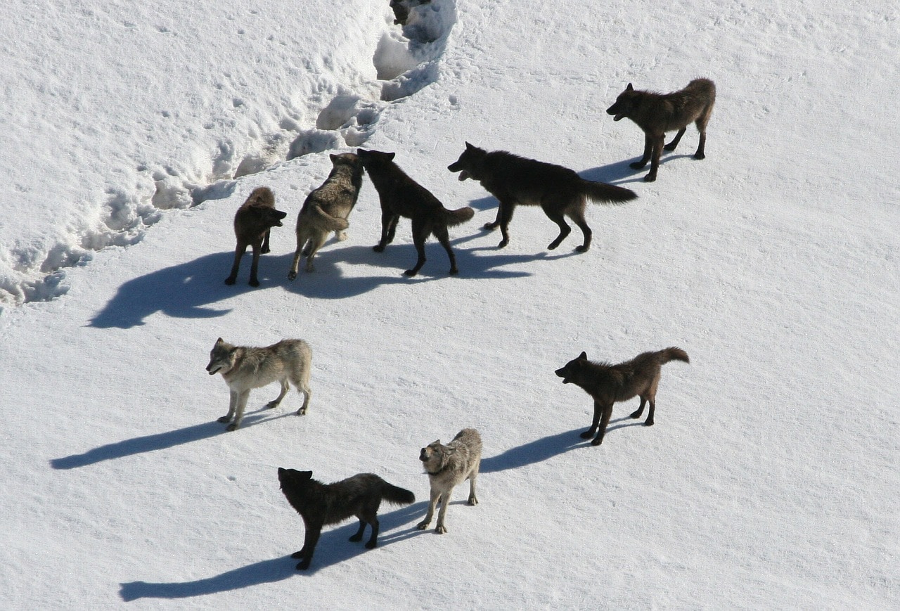 Picture of wolves illustrating trading discipline